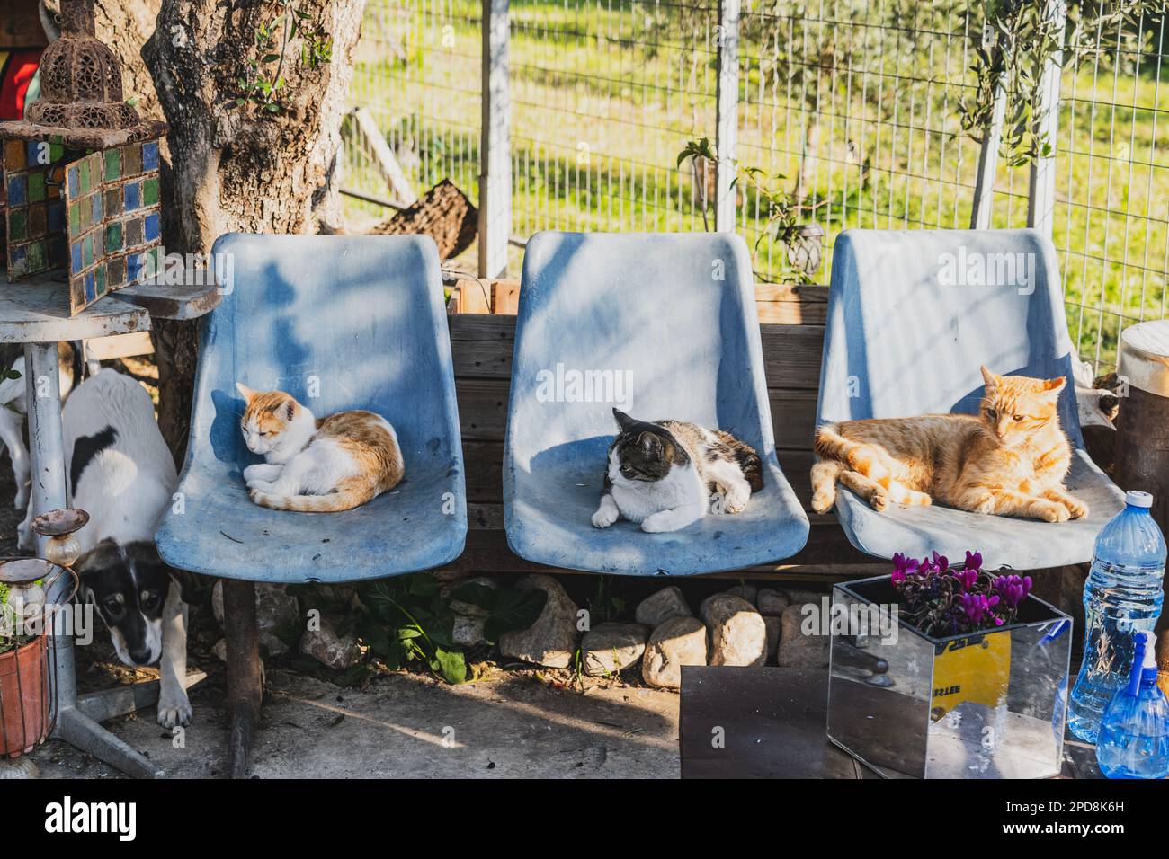 cats on seats Stock Photo