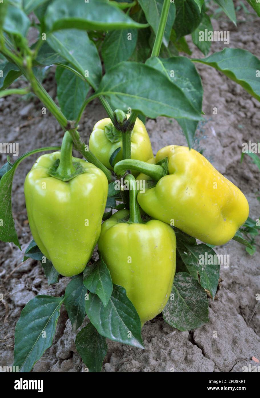 In the open ground sweet pepper grows Stock Photo Alamy