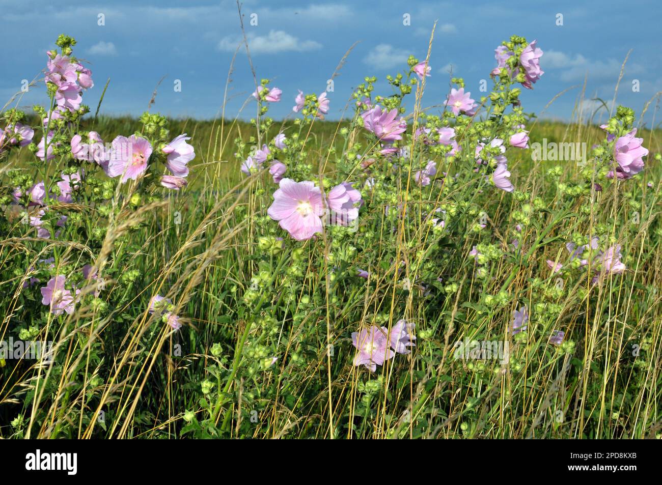 Malva thuringiaca blooms in the wild in summer Stock Photo