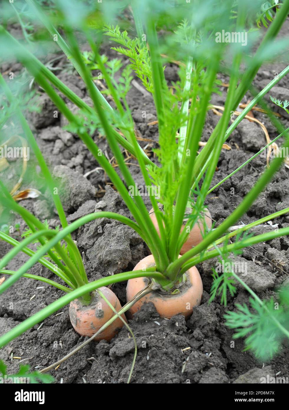 Carrots growing in the garden in open organic soil Stock Photo - Alamy