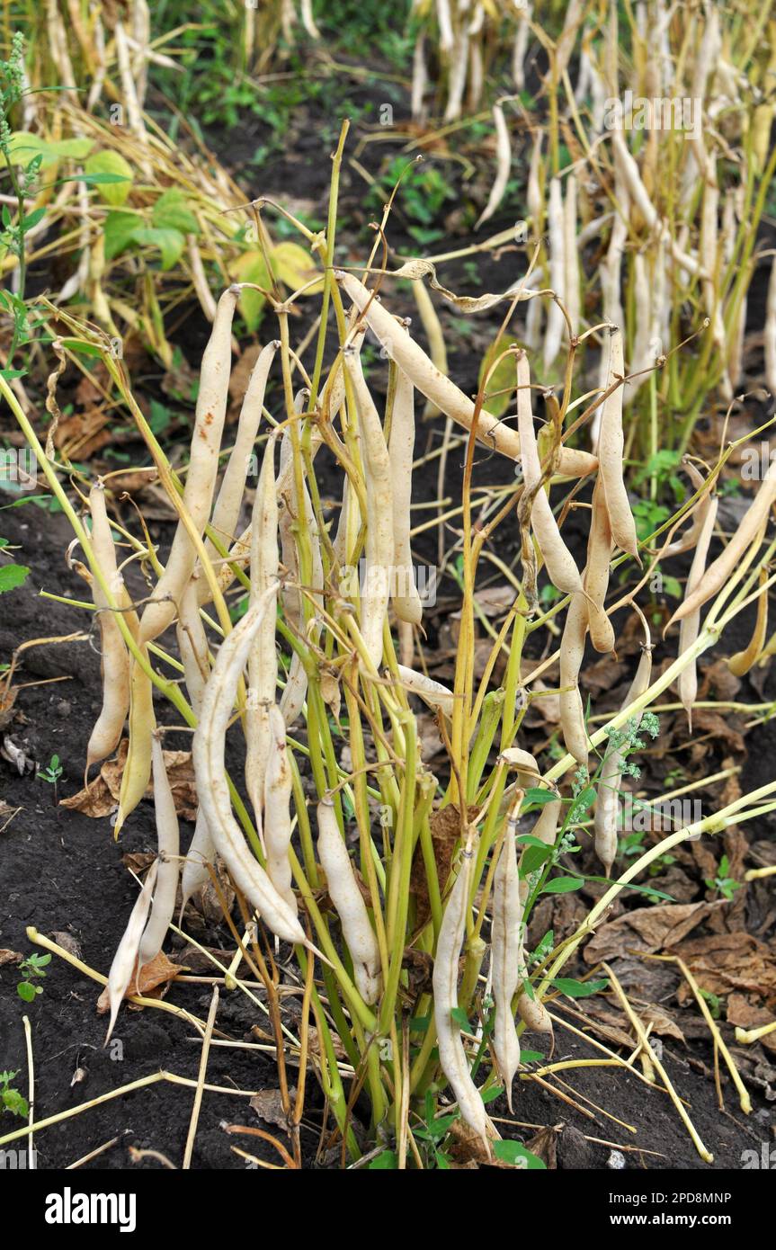 Haricot beans hires stock photography and images Alamy