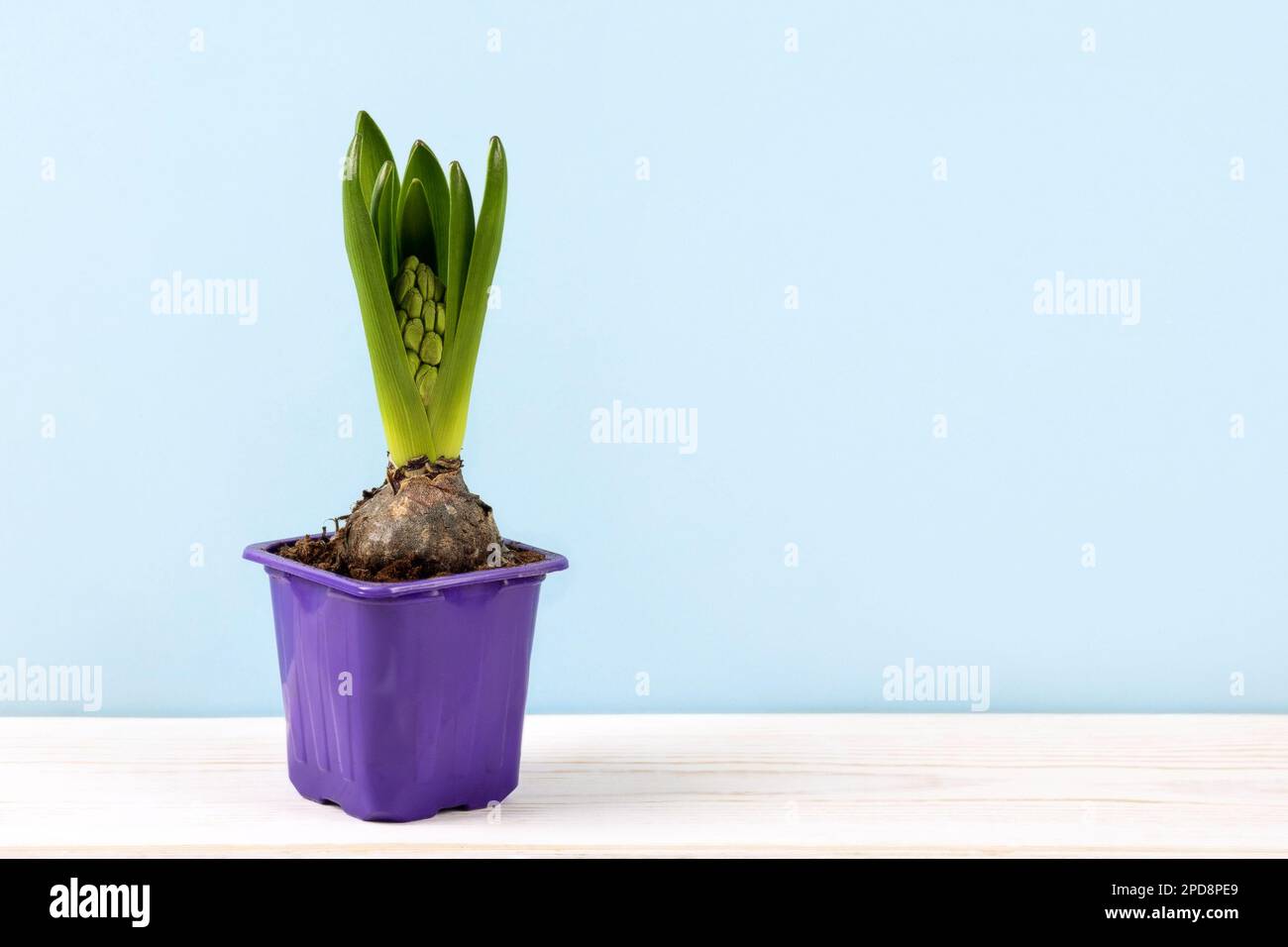 Spring hyacinth flower in a pot with a bud on the table. Home cultivation of primroses. The concept of spring and the first flowers Stock Photo