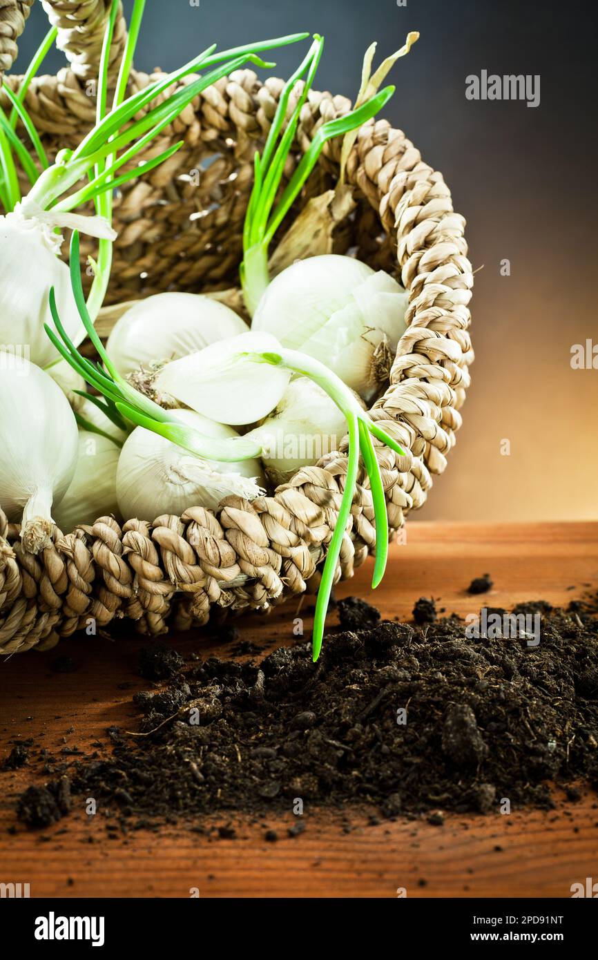 Sliced onions basket hi-res stock photography and images - Alamy