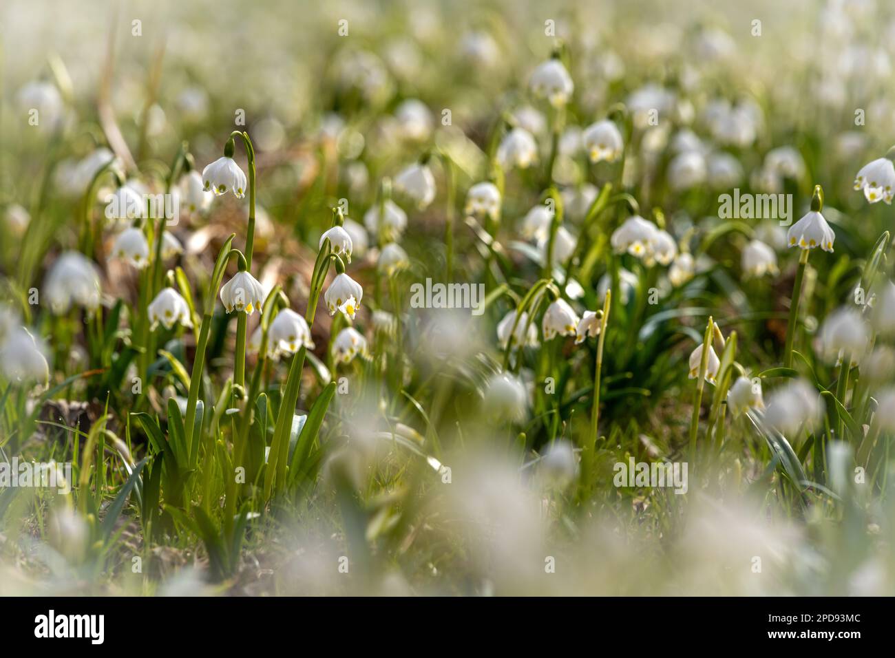 One Snowflake In Spring Spring Snowflake (Leucojum vernum) is a flowering plant in the spring ...