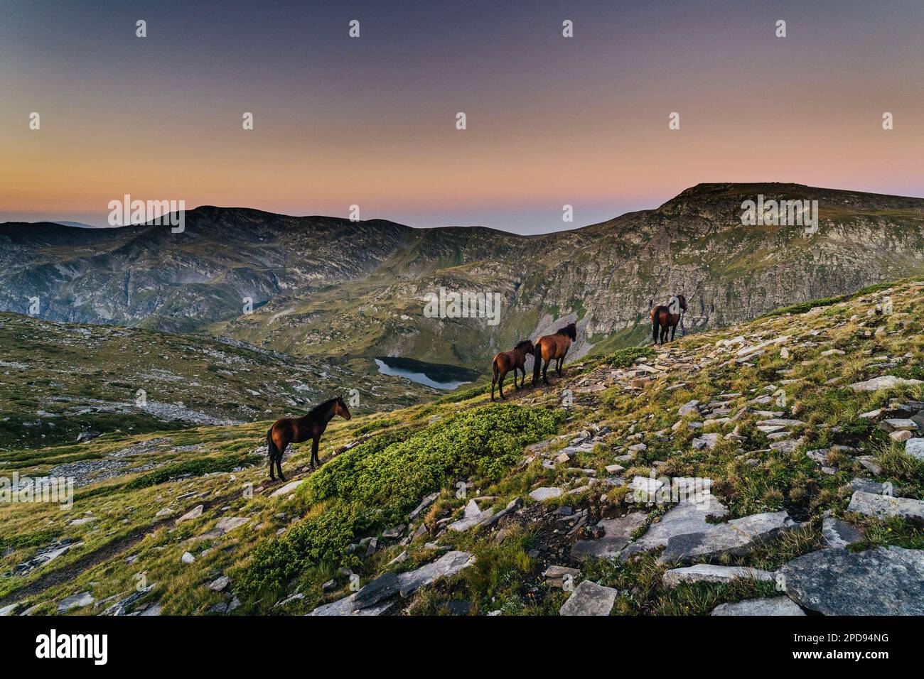 wild horses in the rila mountains Stock Photo - Alamy