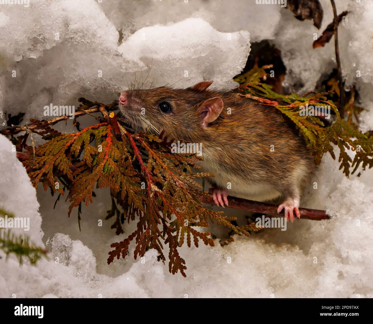 Rat head close-up front view looking at the camera and coming out of its animal den with cedar branch in the winter season in its wild environment. Stock Photo