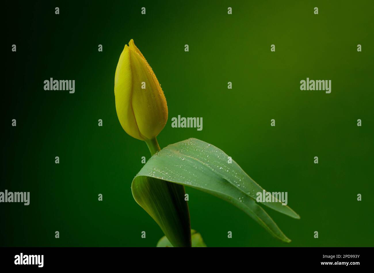 Yellow tulip on a green background with space for your text Stock Photo ...