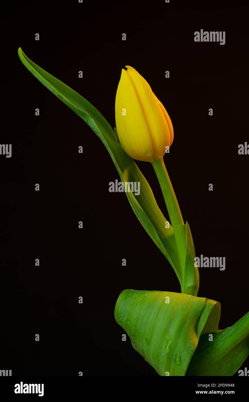 Yellow tulip on a green background with space for your text Stock Photo ...