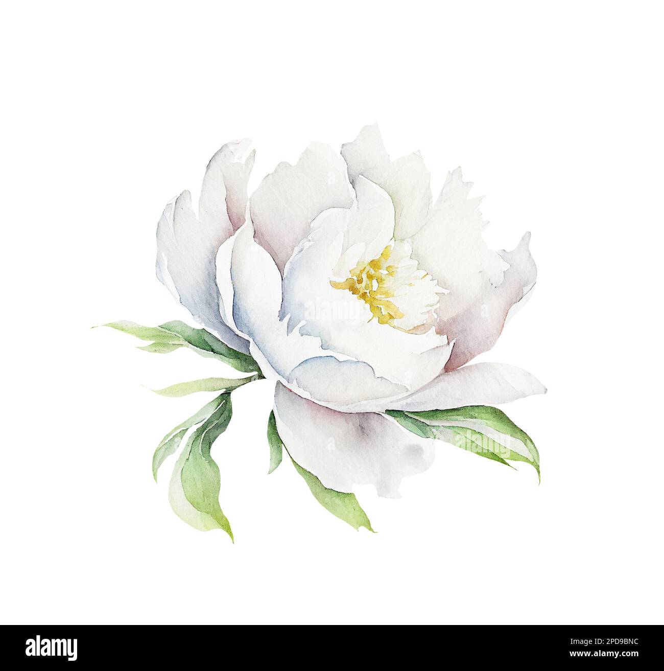 Watercolor illusrtation of a white peony flower head isolated Stock ...