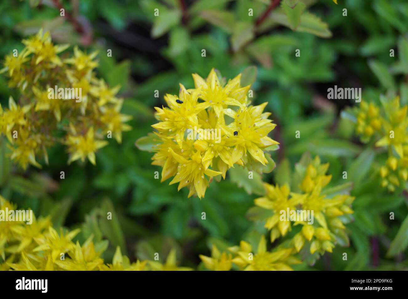 yellow flower of sedum kamtschaticum Stock Photo