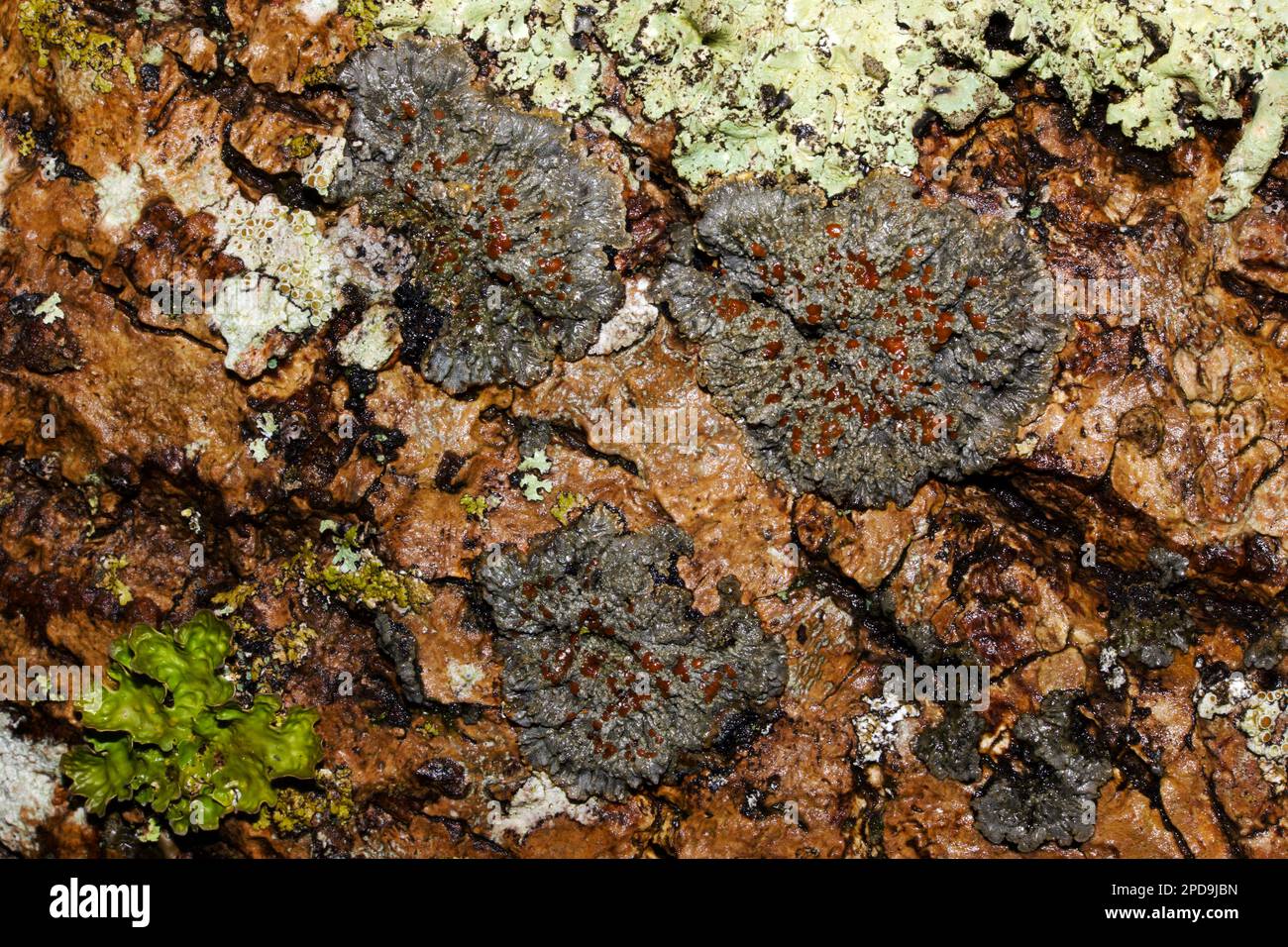 Degelia plumbea (blue felt lichen) mostly grows on trees in undisturbed woodlands. It is confined to maritime climates in Europe and North America. Stock Photo