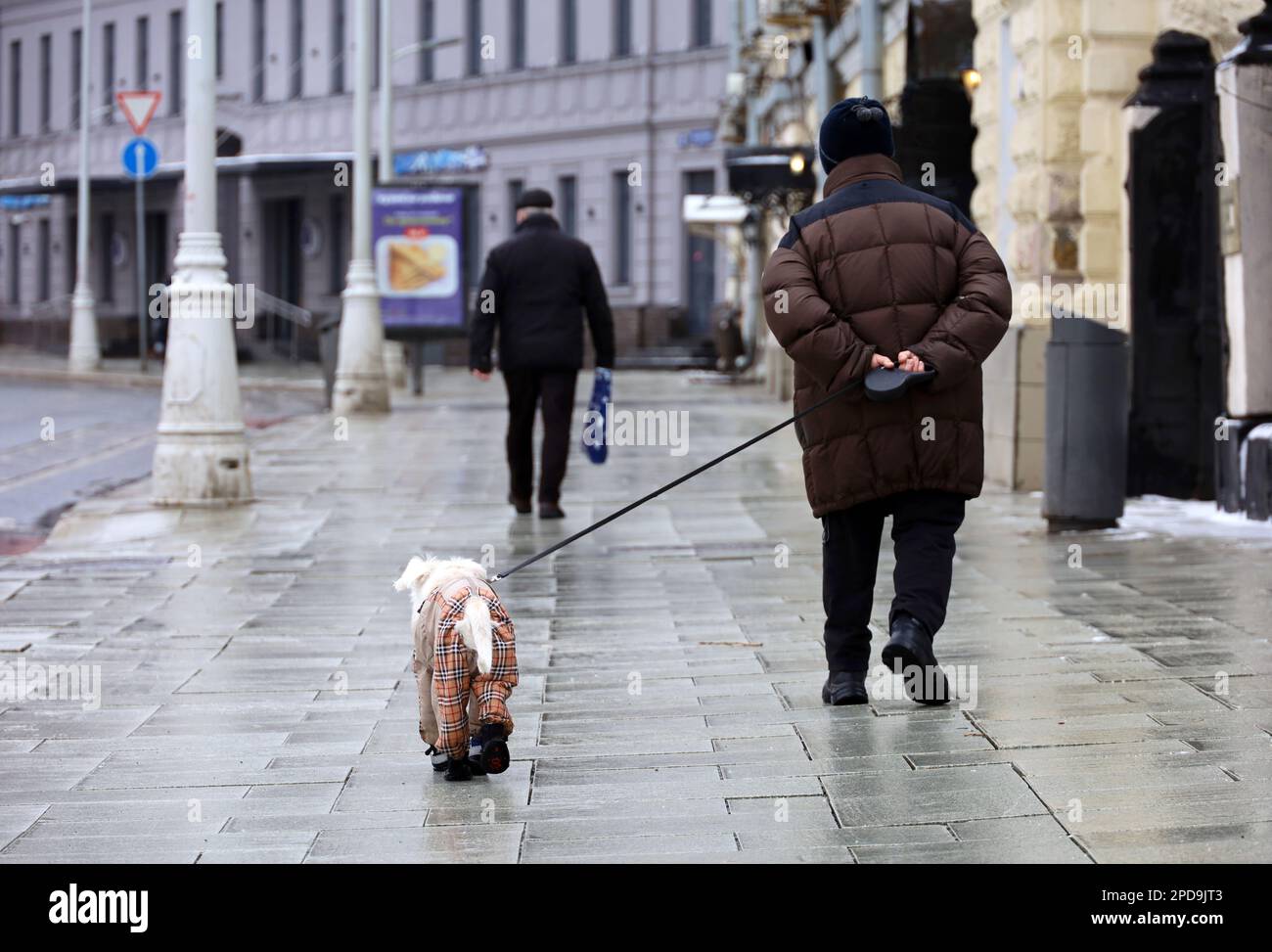 Woman walking a dog in warm clothes on city street. Cold weather, leisure and healthy lifestyle Stock Photo