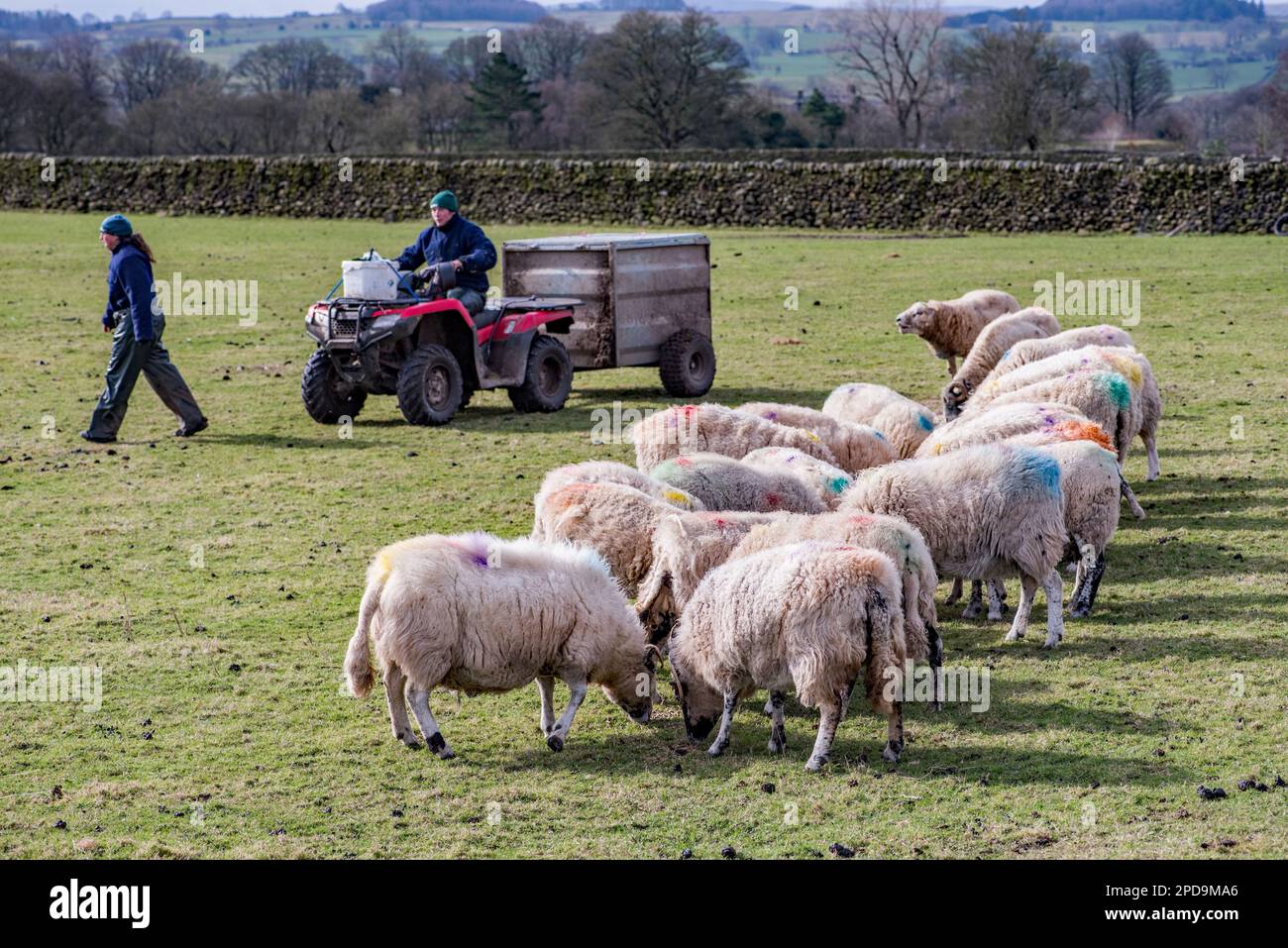 Feeding sheep supplementary feed in early spring when grass is poor