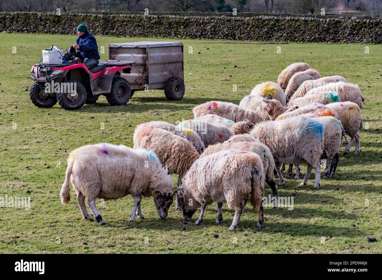 Feeding sheep supplementary feed in early spring when grass is poor