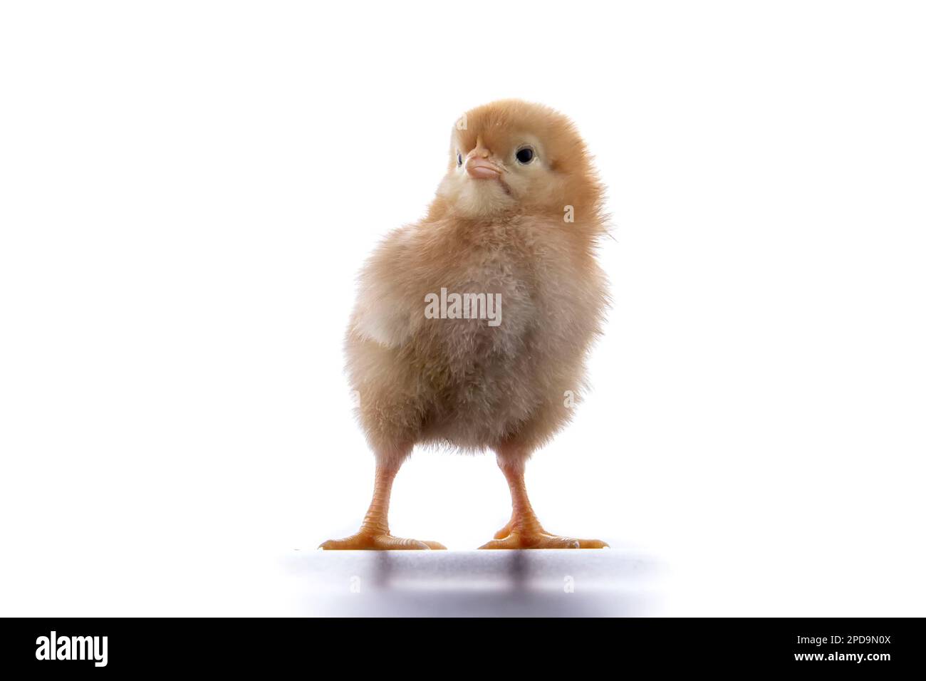 A newly born chick on a white background Stock Photo