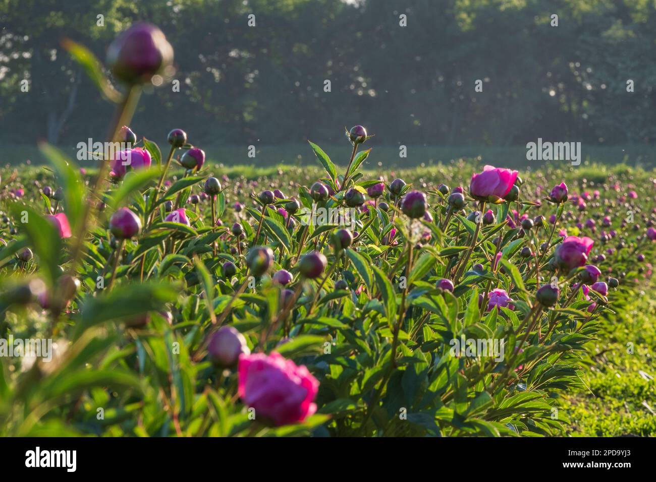 Wesseling, a field of peonies (Paeonia) Stock Photo