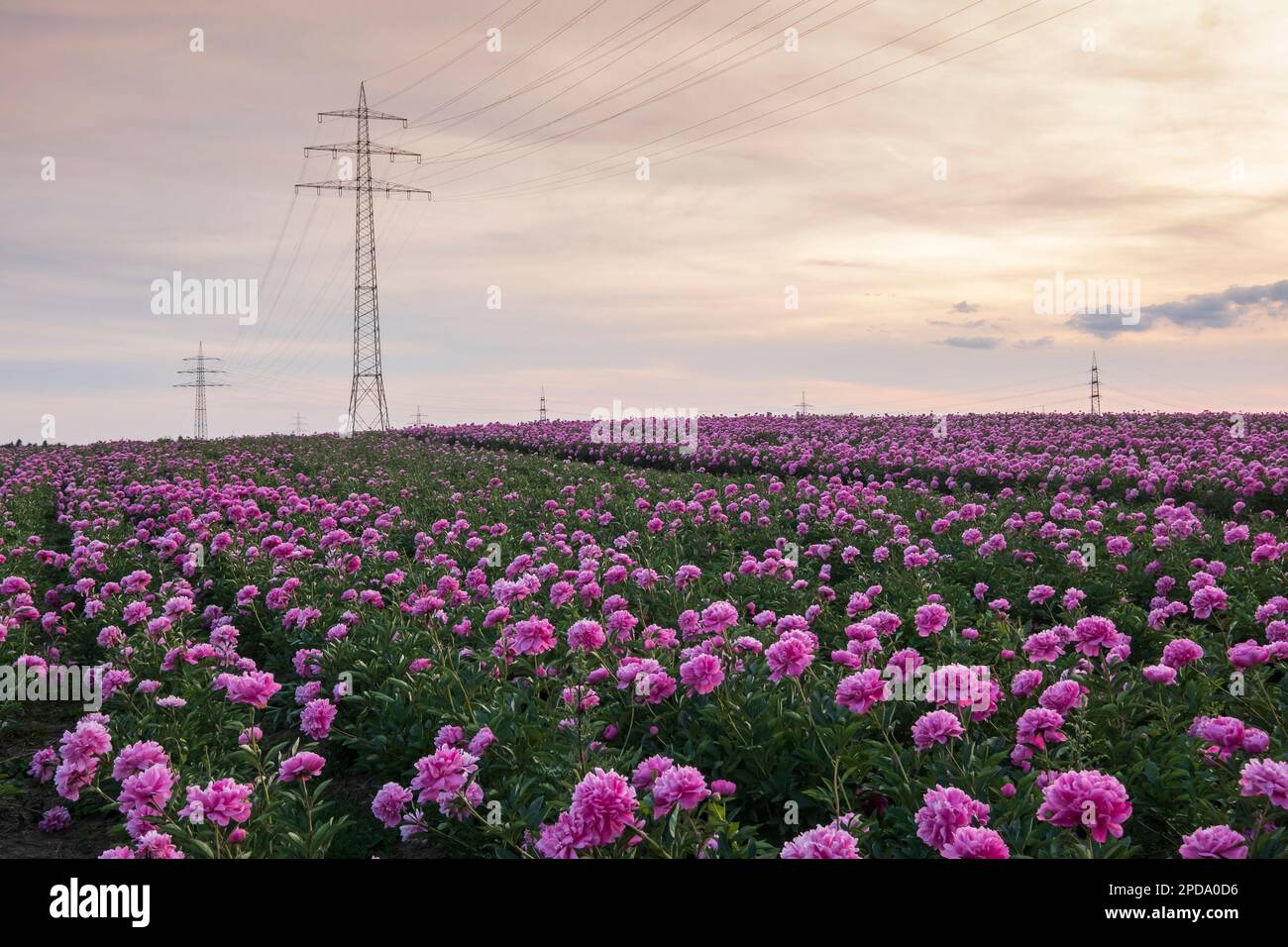 Wesseling, a field with peonies (Paeonia) and electricity pylons Stock Photo