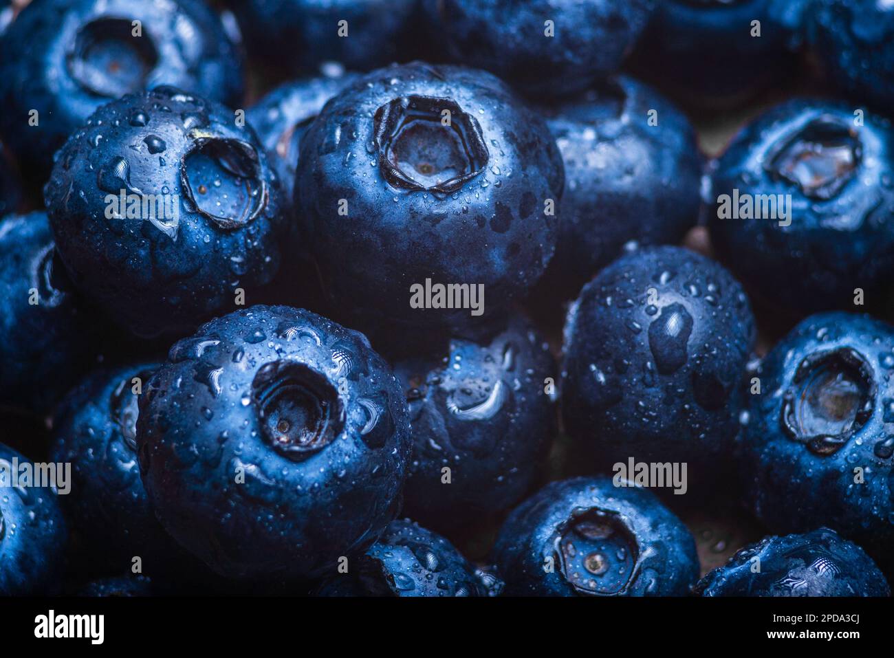 Water drops on ripe sweet blueberry. Fresh blueberries background with copy space for your text. Vegan and vegetarian concept.  Delicious Fresh Close Stock Photo
