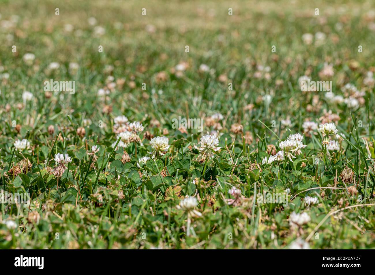 Clover weeds growing in grass of yard. Home lawncare, maintenance and