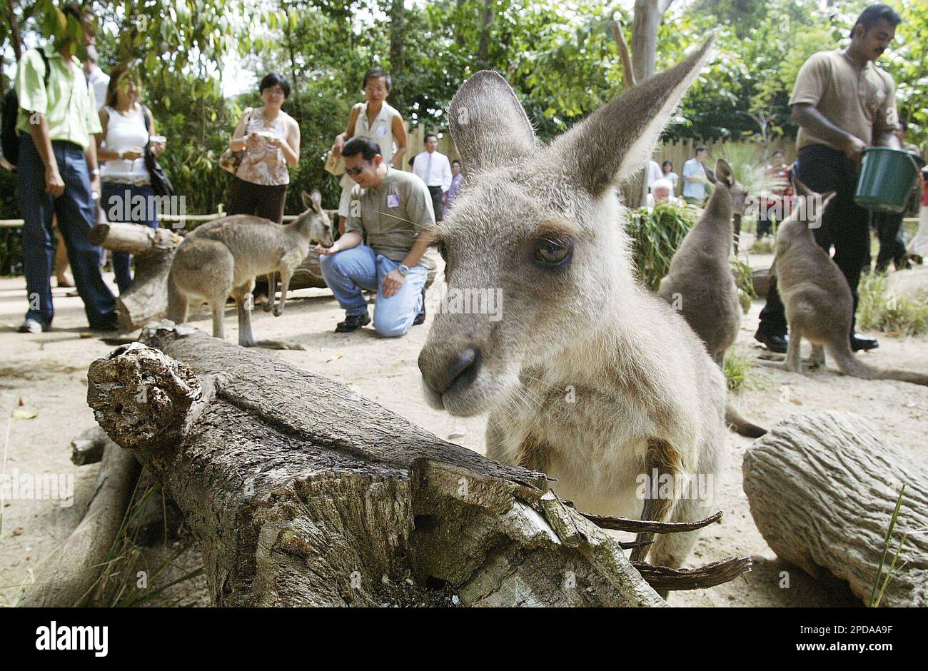 People feed Kangaroos at the Singapore Zoological Gardens Thursday