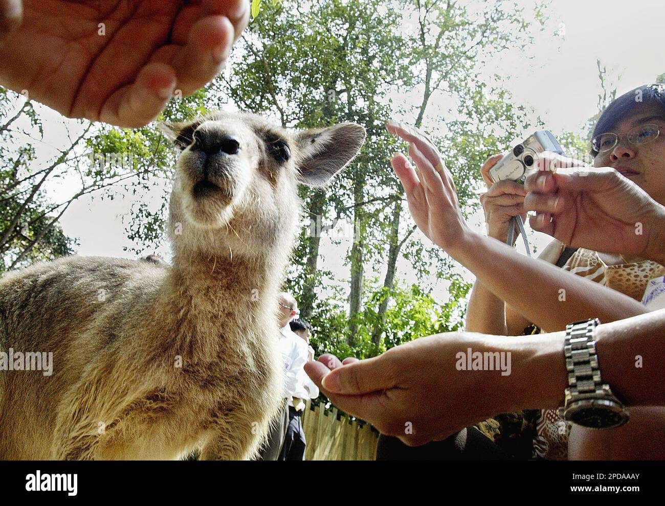 People feed Kangaroos at the Singapore Zoological Gardens, Thursday
