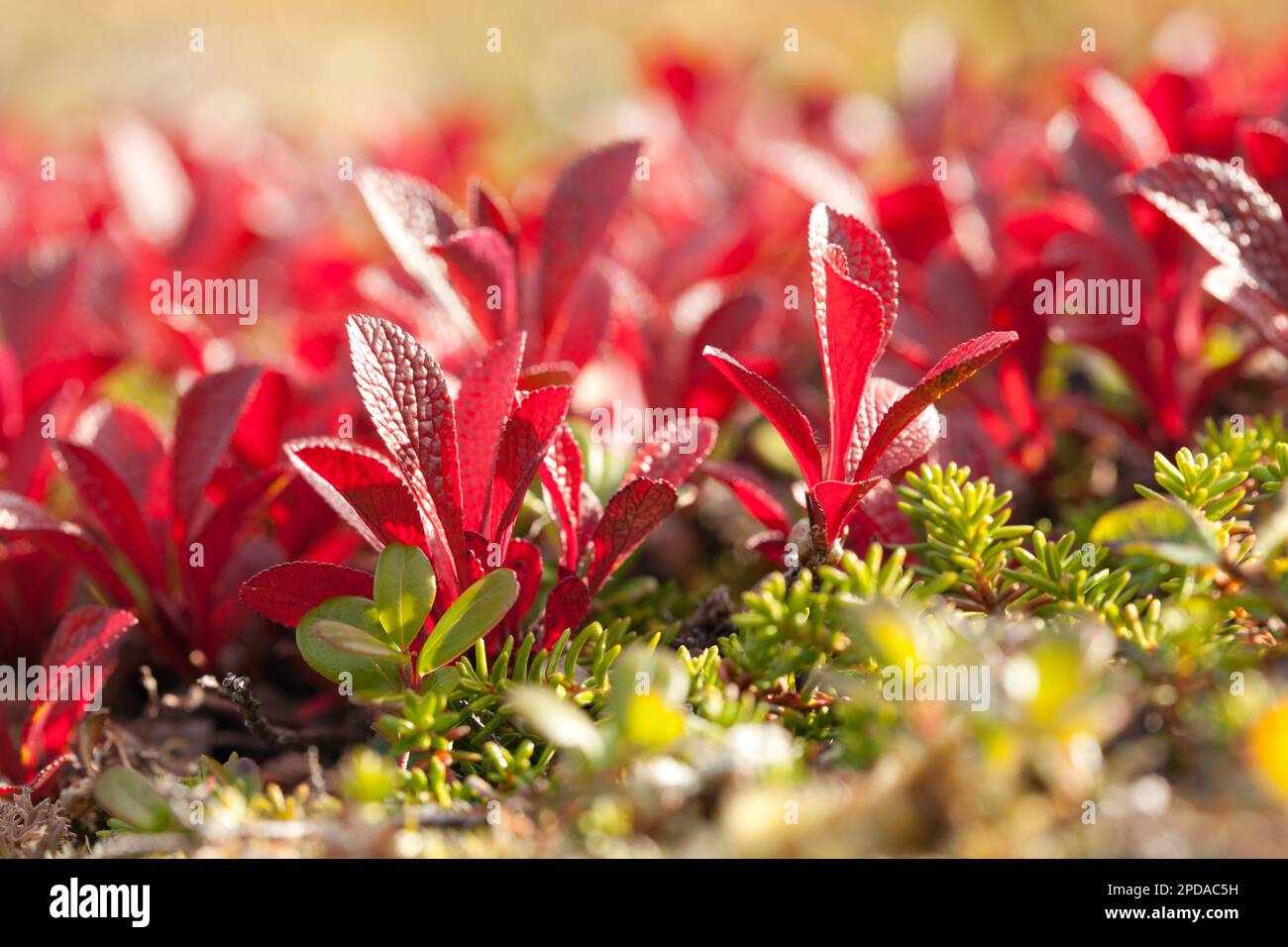 Close up, macro on red bear-berry, Arctostaphylos alpinus on the tundra. A common plant in the mountain. Stock Photo