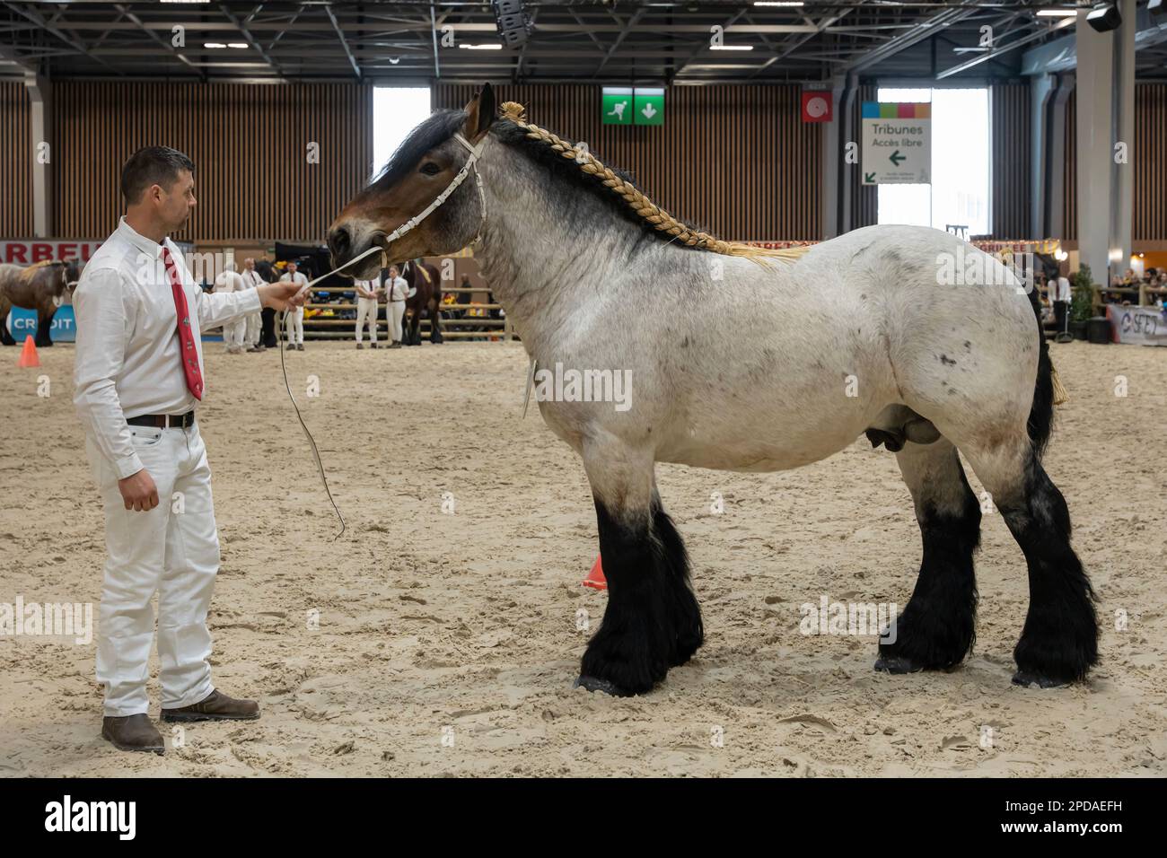 Auxois Horse