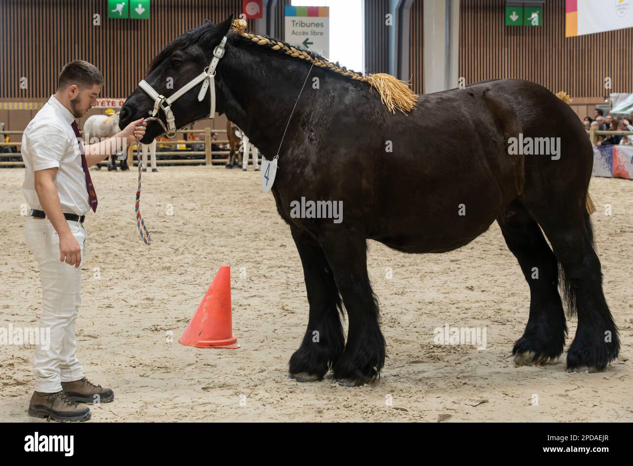 Auxois Horse