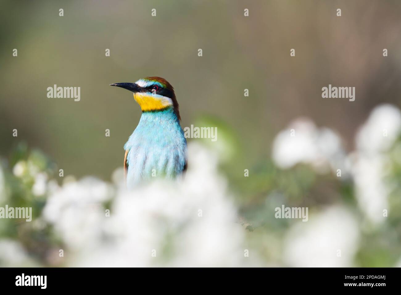 bird among a flowering tree Stock Photo - Alamy