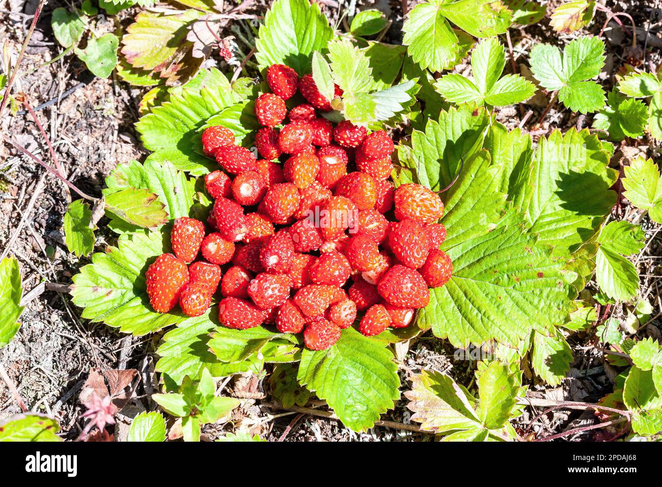 Tasty fresh wild strawberries hi-res stock photography and images - Alamy