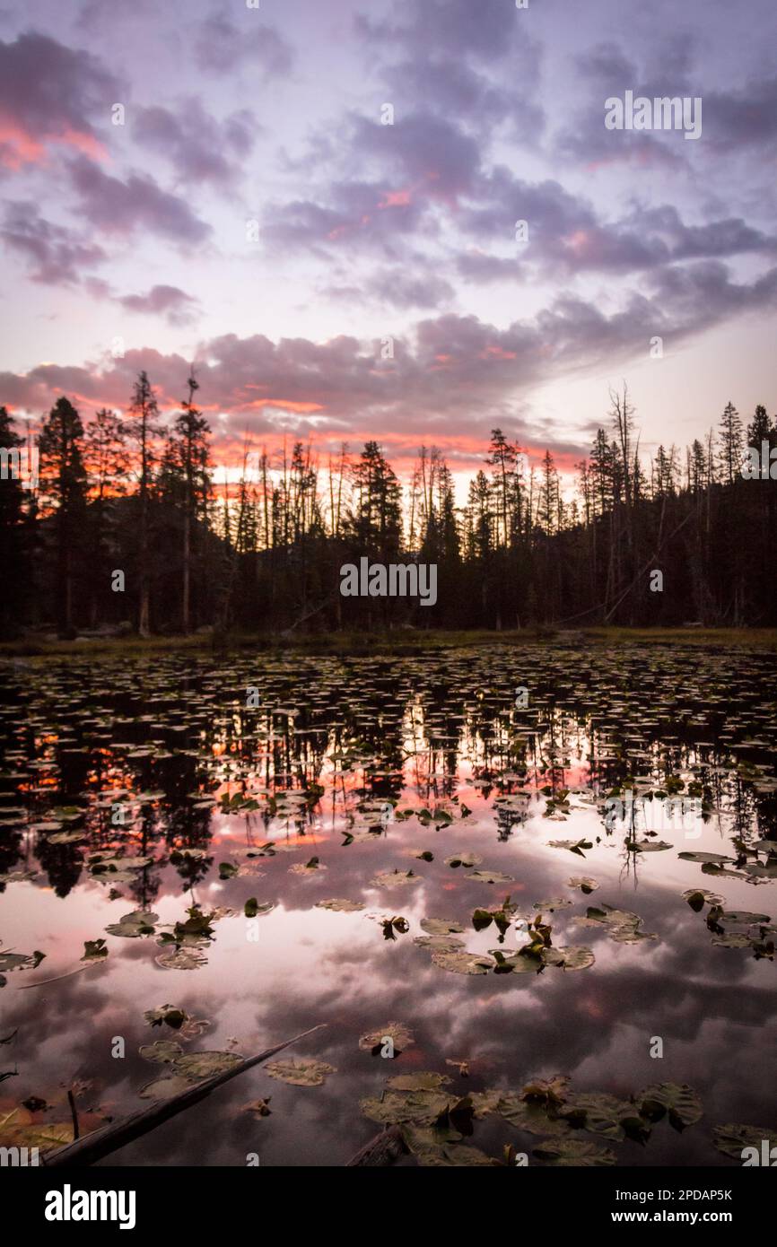Silhouettes of pine trees with a cloudy sunrise reflected on lake with