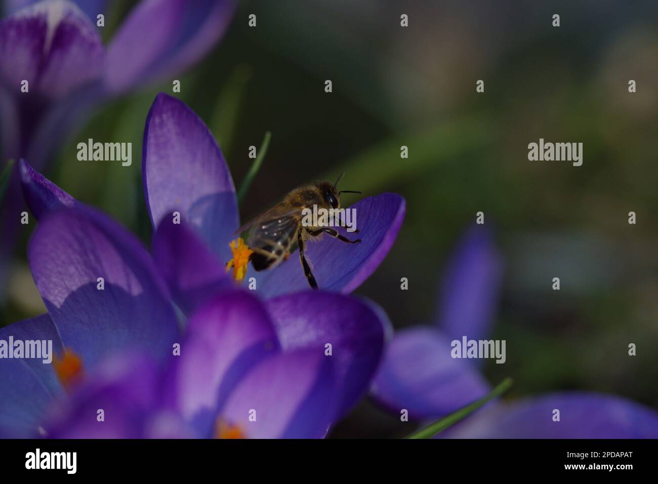 Bienenwelt hi-res stock photography and images - Alamy