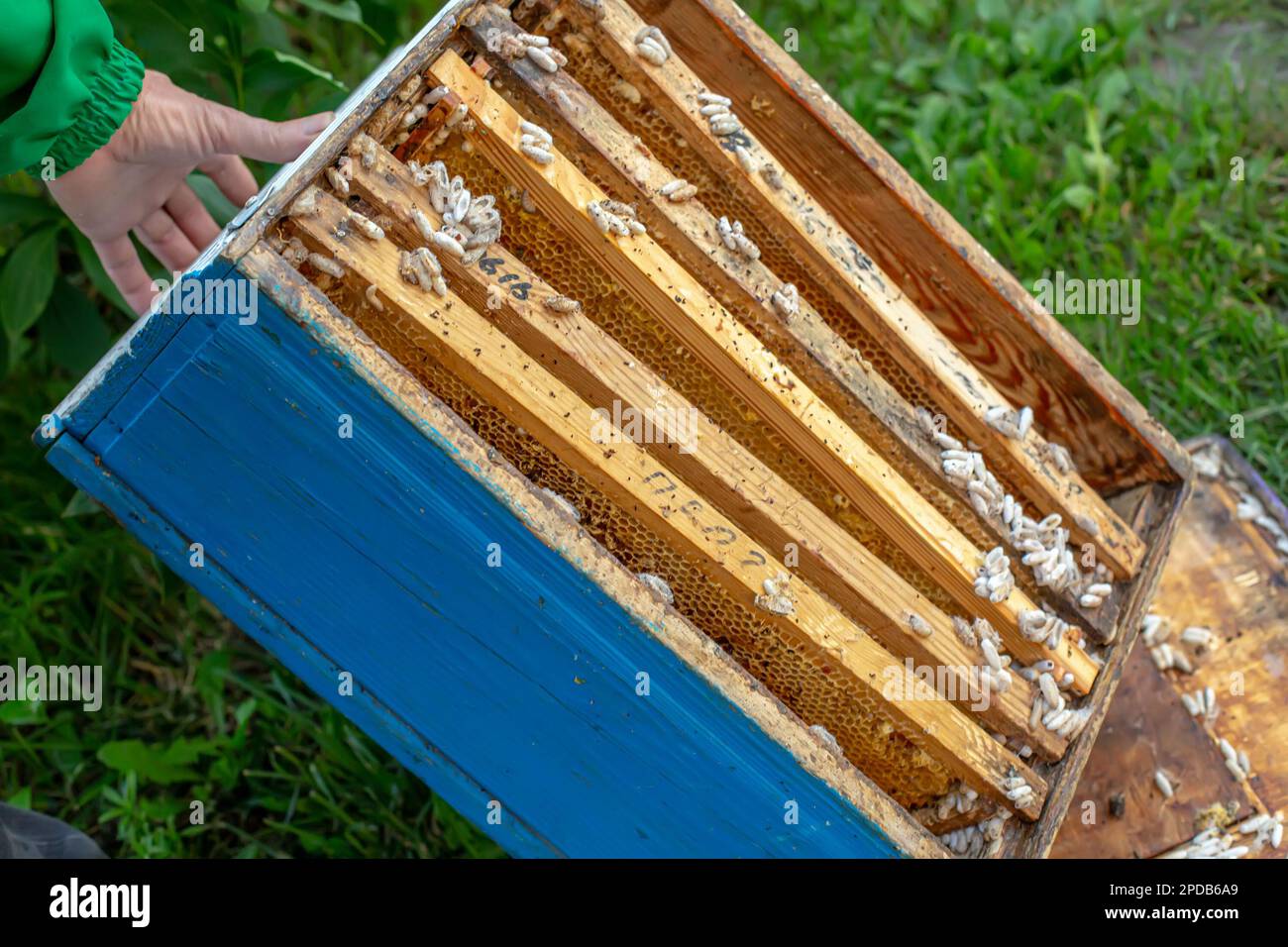 Wax moth larvae on an infected bee nest. cover of the hive is infected with a wax moth. family of bees is sick with a wax moth. Terrible wax bee frame Stock Photo