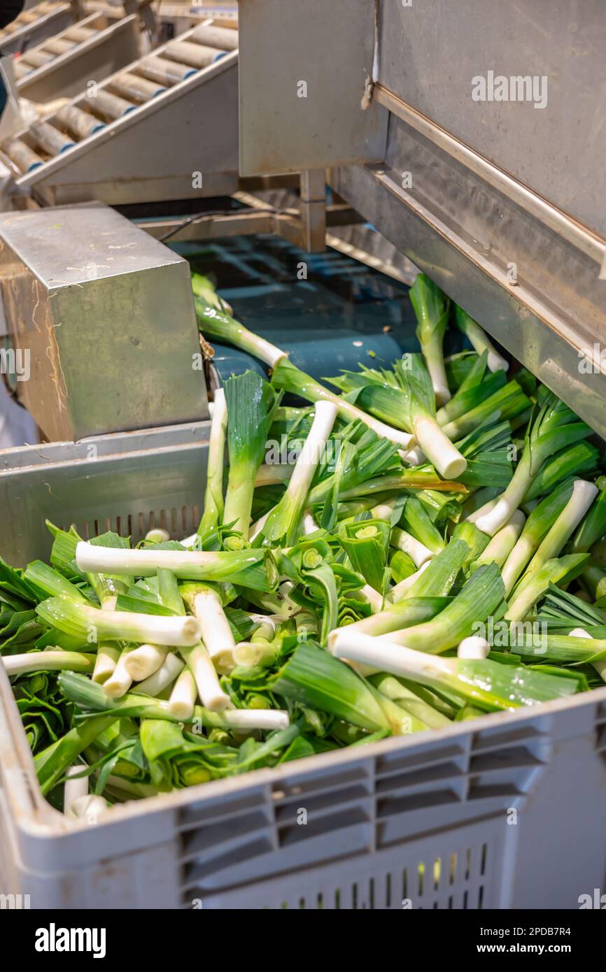 Leek after washing and cleaning on the conveyor of vegetable factory