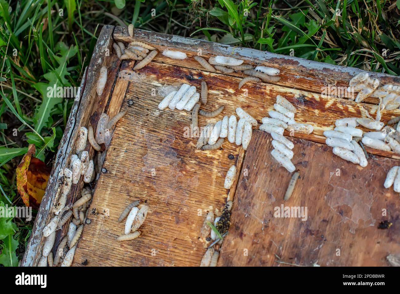 Fully-grown larvae form cocoons in comb debris, attached to frame or ...