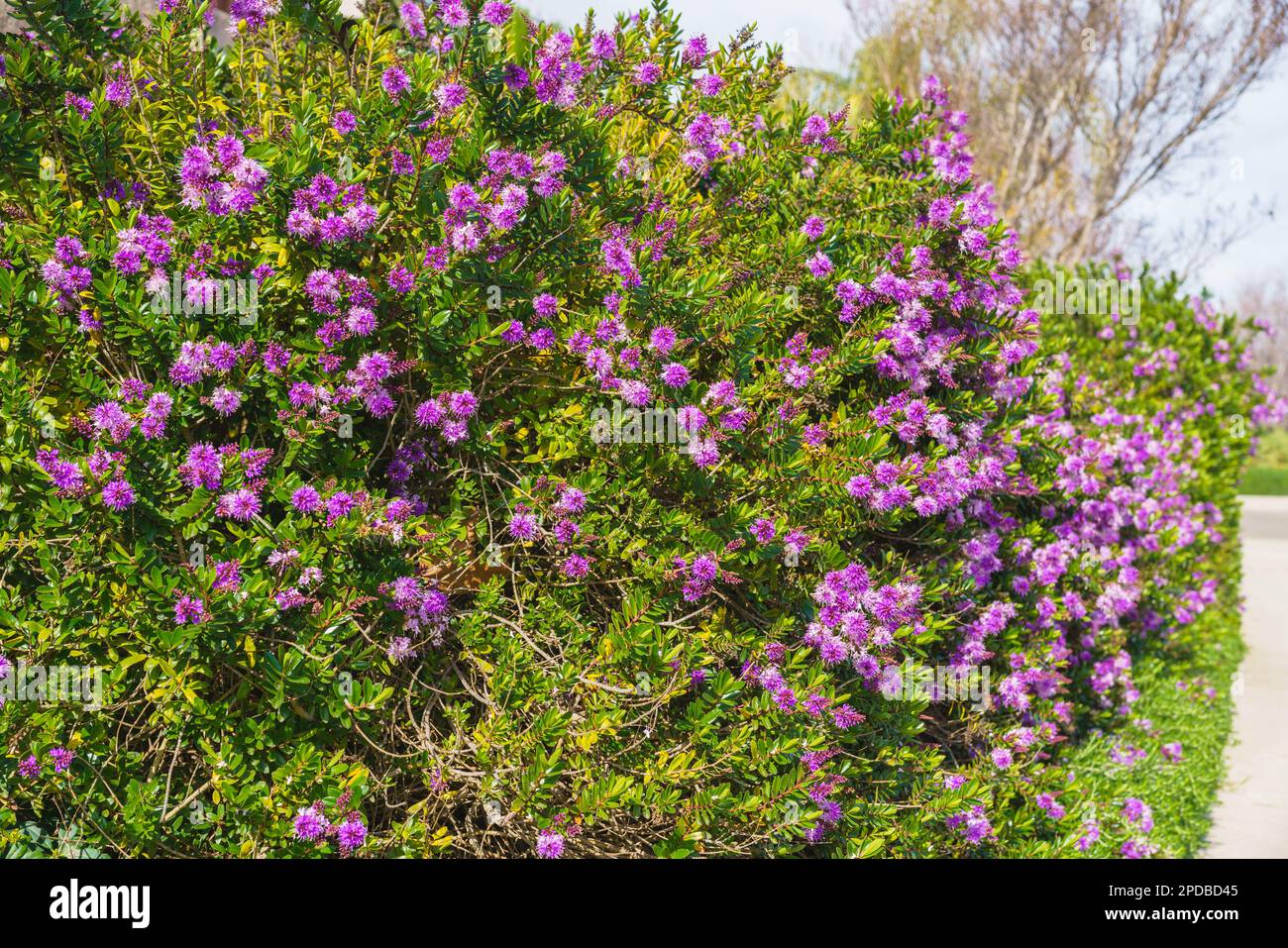 The shrub veronica or hebe plant, ornamental plant with beautiful pink-purple flowers, planted along the footpath in city park Stock Photo