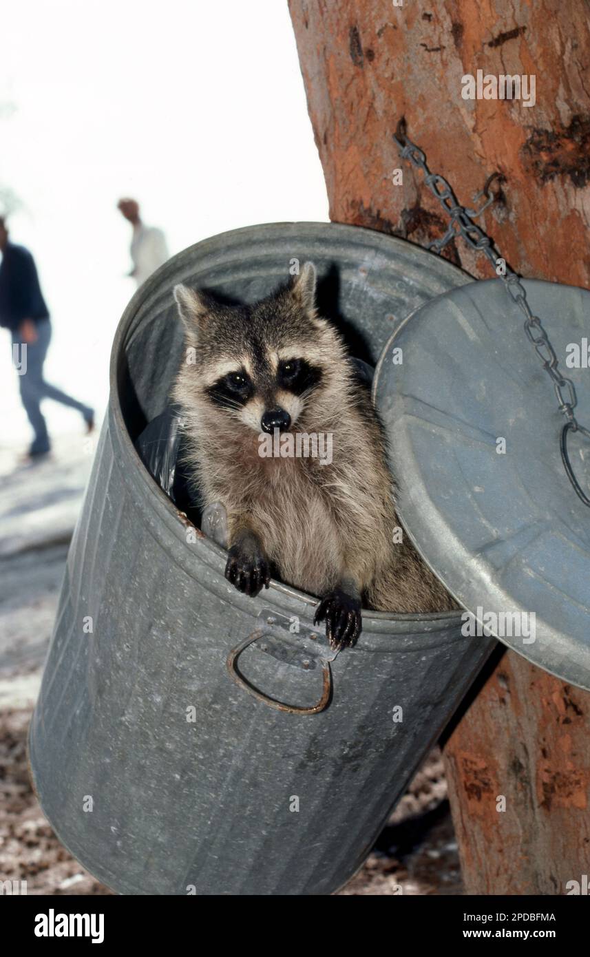 A pesky Raccoon looks out from inside a trash can in a Florida beach park while helping itself, USA Stock Photo