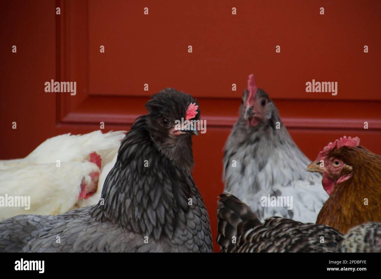 A funny-looking gray chochin chicken mixed breed hen standing in her flock in front of a red coop door, Maine, USA Stock Photo