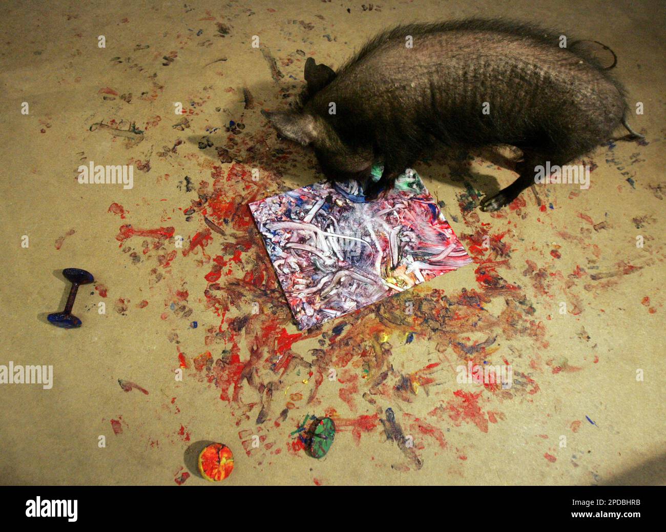 Pinto, an accomplished painter for a Yucatan miniature pig, gets his hooves  into an original work of art Thursday, Feb. 23, 2006, at Brookfield Zoo in  Brookfield, Ill. Using a selection of