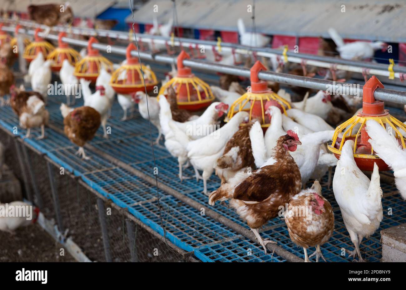 Chicken coop farm. Indoors chicken farm, chicken feeding Stock Photo