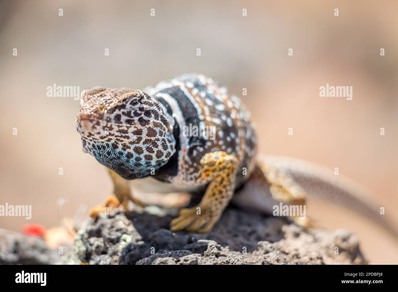 Close Up of Common Collared Lizard Standing on a Rock Stock Photo