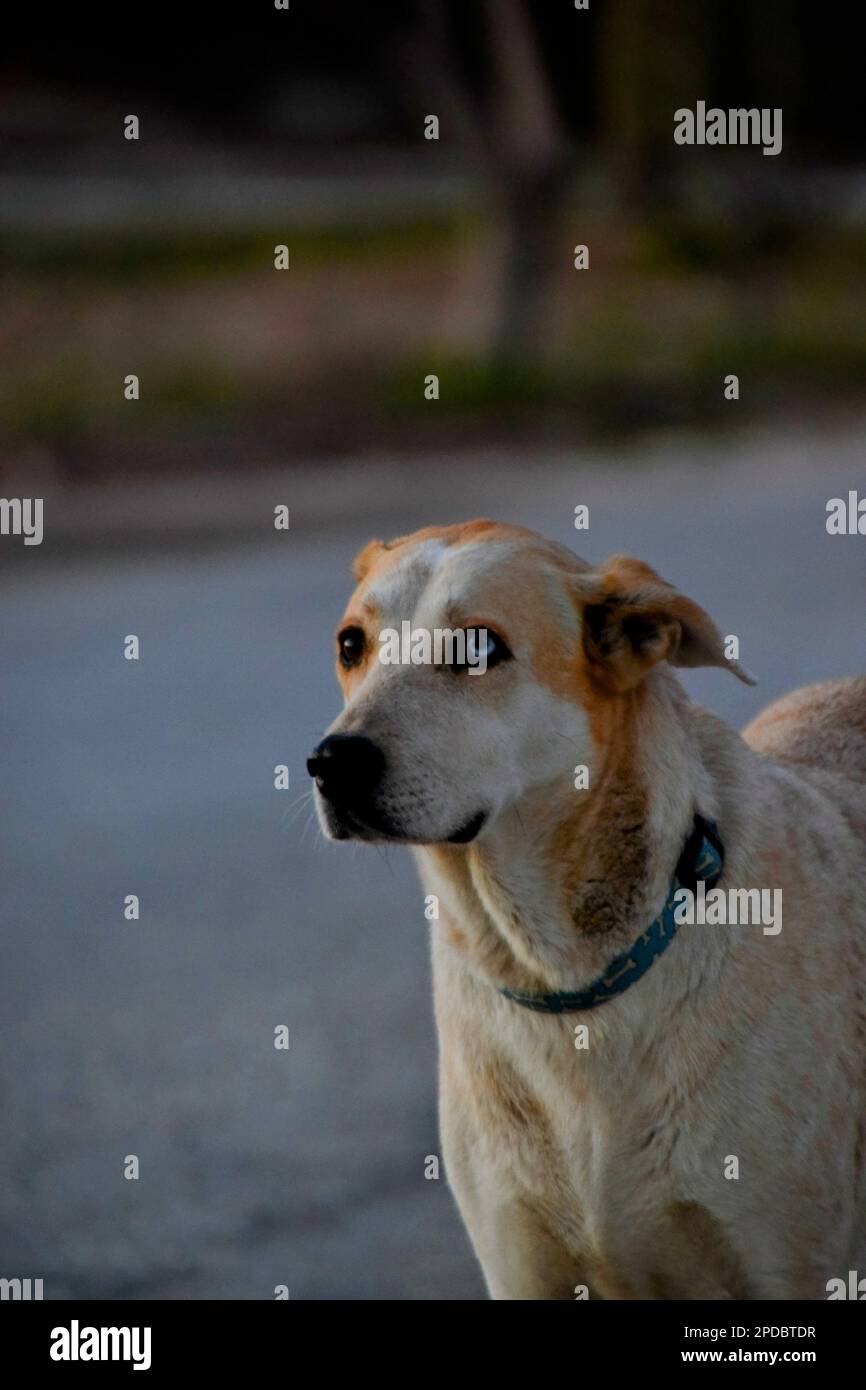 Dog with one blue eye Stock Photo Alamy