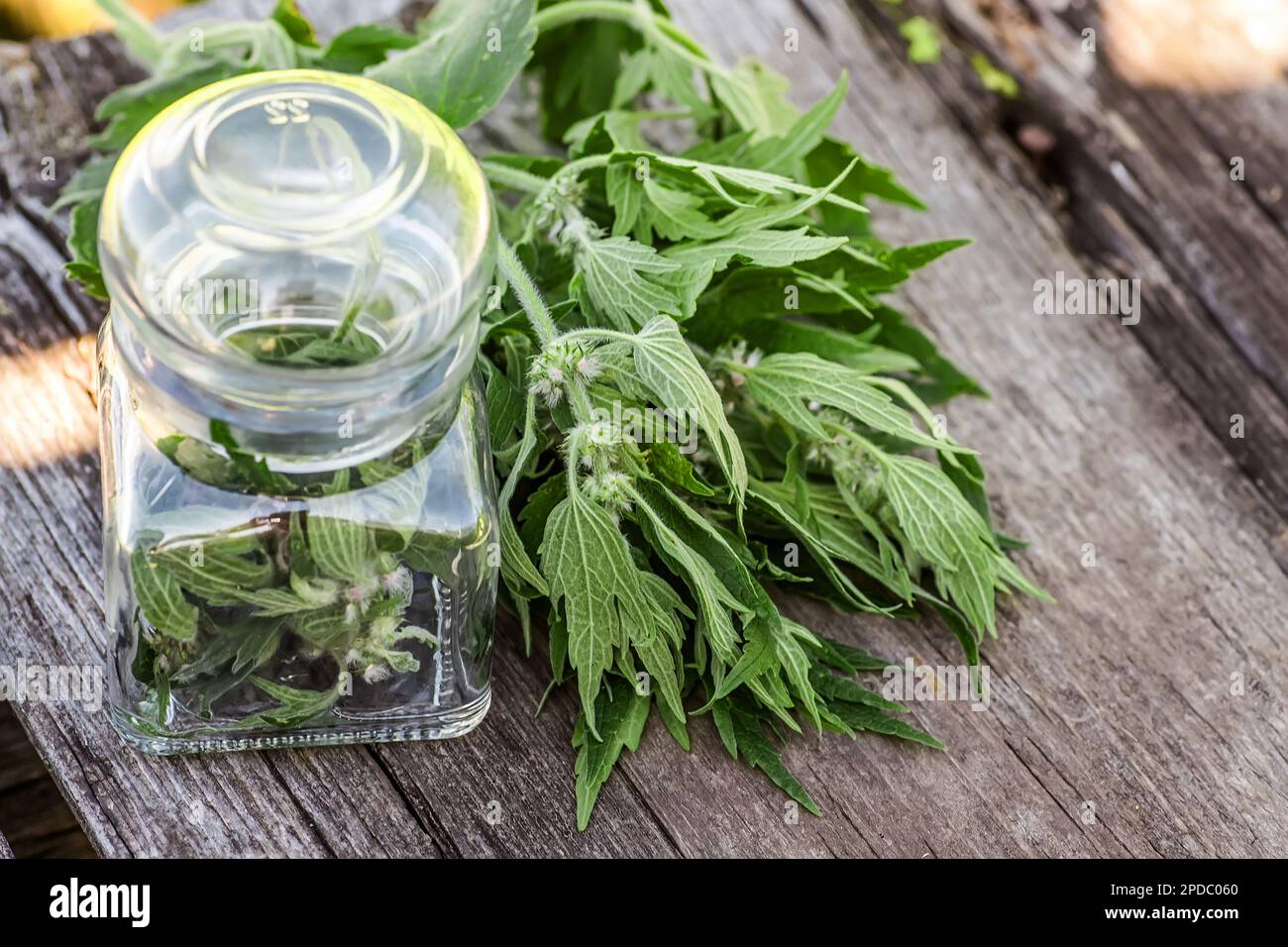 Leonurus cardiaca, motherwort, throw-wort, lion's ear, lion's tail medicinal plant . Transparent glass jar with condemned herbal. Ingredient for Stock Photo