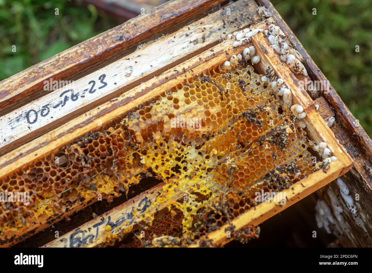 Waxworms, caterpillar larvae of wax moths, on damaged beeswax, frame with waxed wax moth Stock