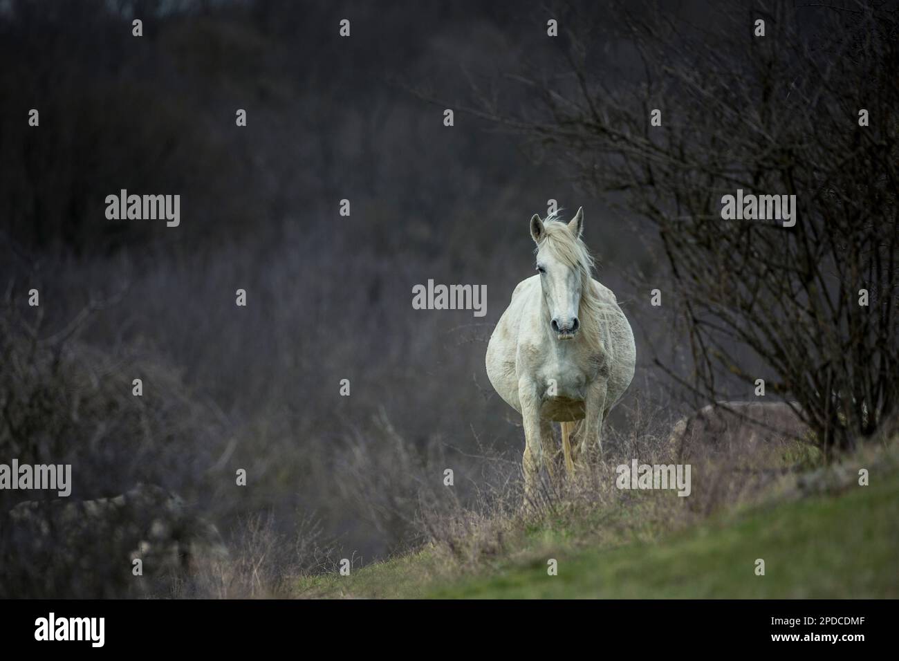 These beautiful wild horses live in Italy forever free Stock Photo Alamy