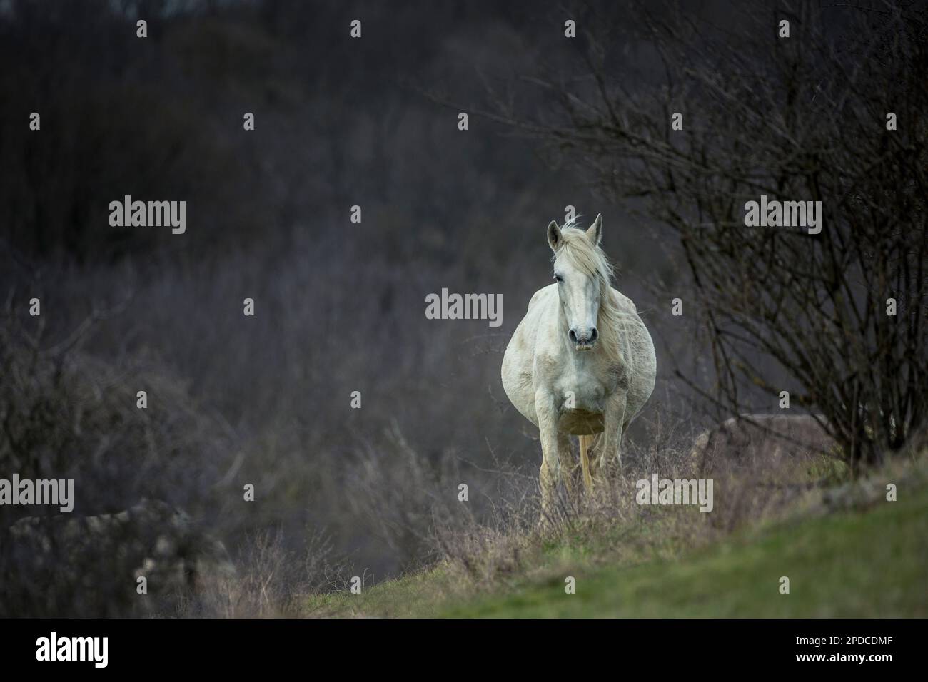 These beautiful wild horses live in Italy forever free Stock Photo