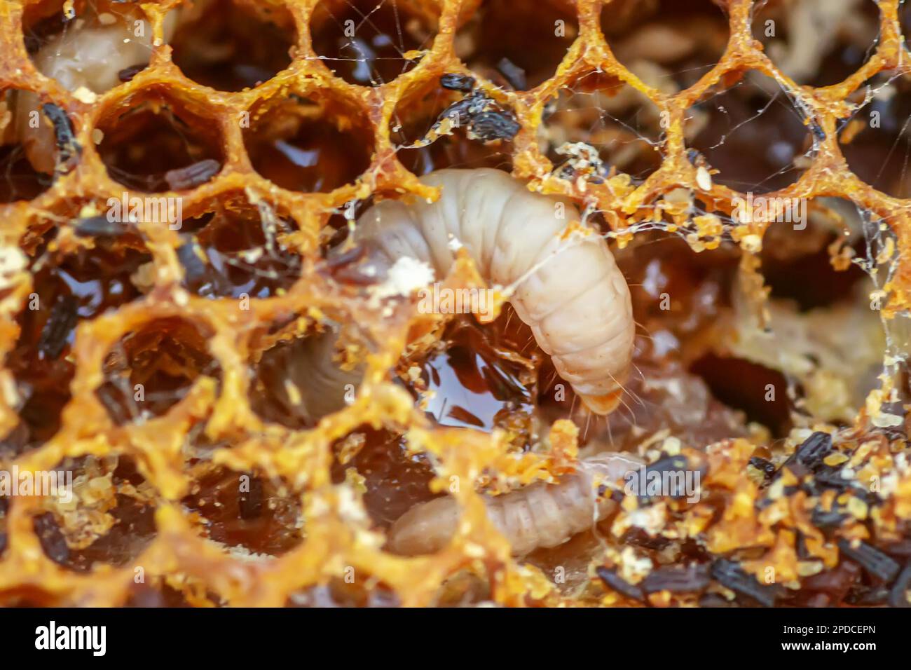 Waxworms, caterpillar larvae of wax moths, on damaged beeswax, frame with waxed wax moth. Stock Photo