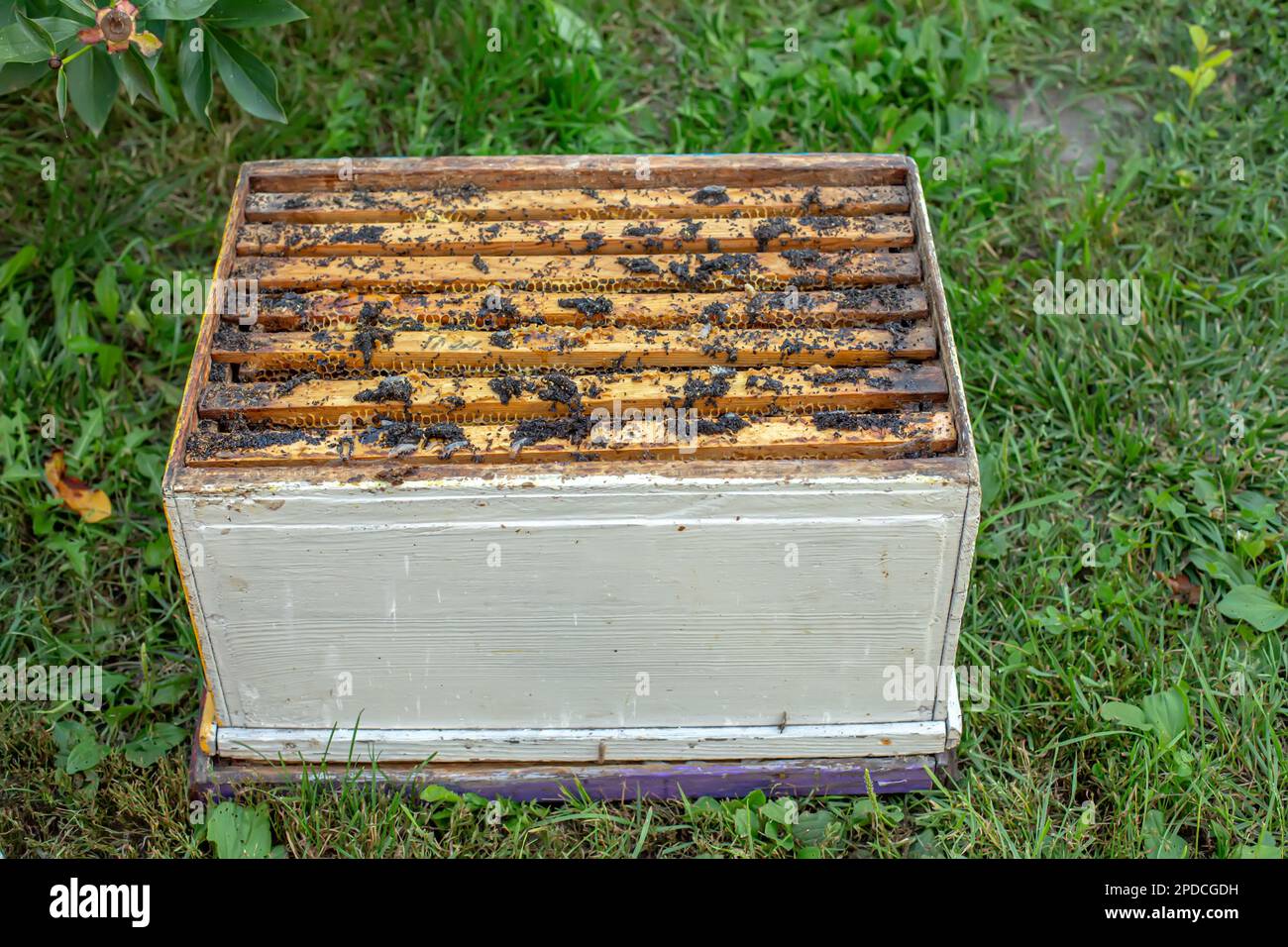 Wax moth larvae on an infected bee nest. cover of the hive is infected with a wax moth. family of bees is sick with a wax moth. Terrible wax bee frame Stock Photo