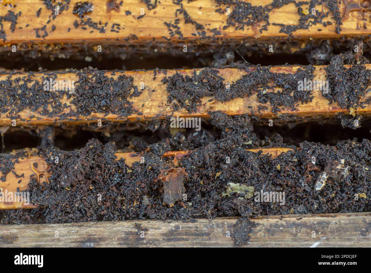 ends of frame stained with wax moth dropping. Wax moth larvae on an infected bee nest. cover of