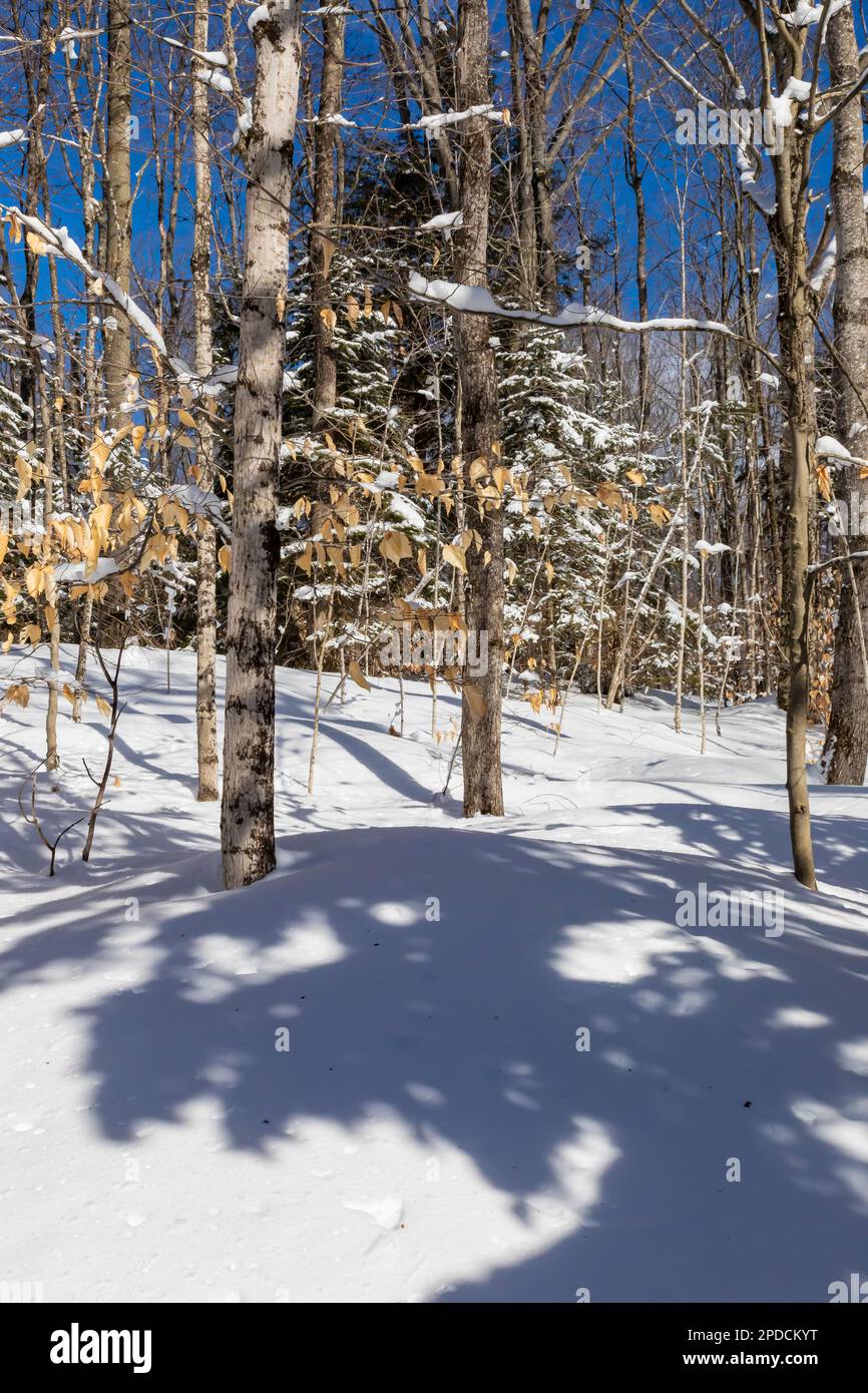 Young American Beech, Fagus grandifolia, and other trees along Munising